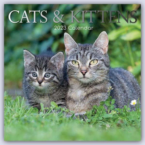 Cats & Kittens – Katzen & Kätzchen 2023 – 16-Monatskalender: Original Gifted Stationery-Kalender [Mehrsprachig] [Kalender] (Wall-Kalender)