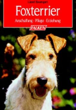 Foxterrier