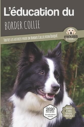 L'éducation du border collie : toutes les astuces pour un border collie bien éduqué