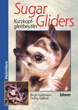 Sugar Gliders. Kurzkopfgleitbeutler