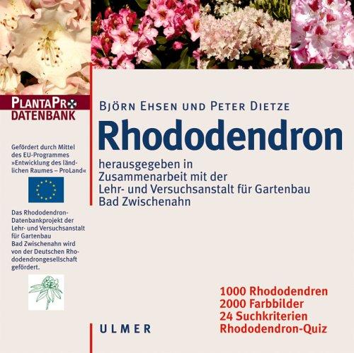 Rhododendron