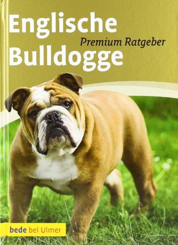 Englische Bulldogge