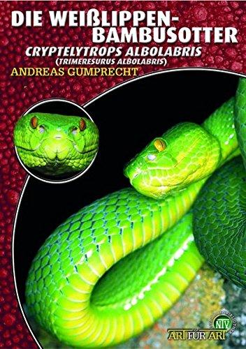 Die Weißlippen-Bambusotter: Cryptelytrops albolabris (Trimeresurus albolabris)