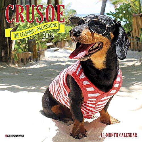 Crusoe the Celebrity Dachshund Mini 2019 Wall Calendar (Dog Breed Calendar)