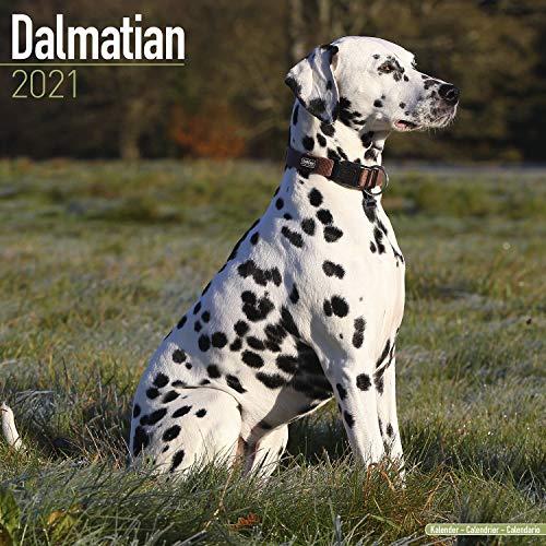 Dalmatians - Dalmatiner 2021 - 16-Monatskalender: Original Avonside-Kalender [Mehrsprachig] [Kalender] (Wall-Kalender)