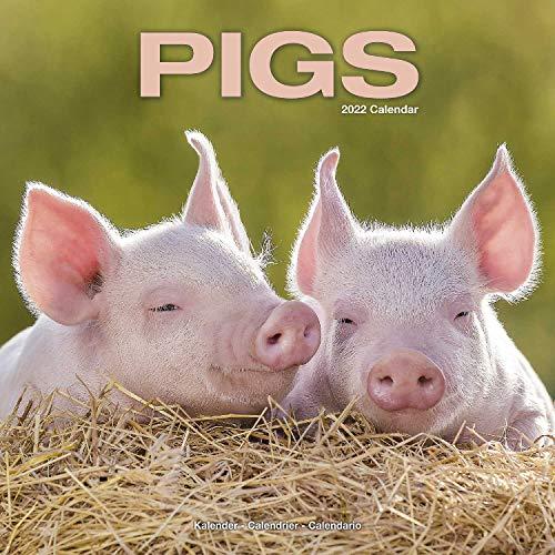 Pigs - Schweine 2022- 16-Monatskalender: Original Avonsside-Kalender [Mehrsprachig] [Kalender] (Wall-Kalender)