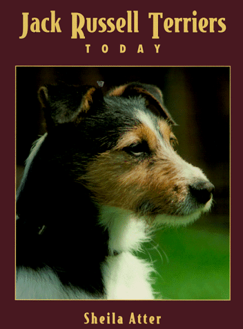 Jack Russell Terriers Today