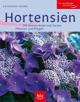 Hortensien: Die besten Arten und Sorten Pflanzen und Pflegen