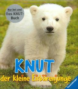 Knut, der kleine Eisbärenjunge