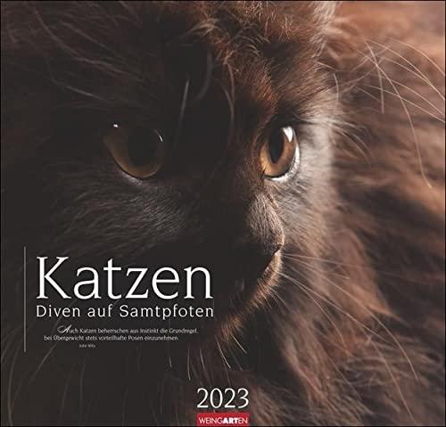 Katzen - Diven auf Samtpfoten Kalender 2023: Diven auf Samtpfoten