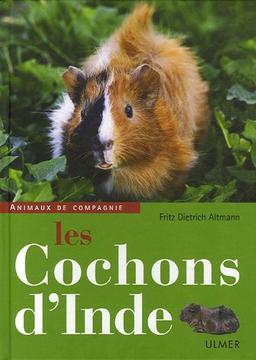 Les cochons d'Inde