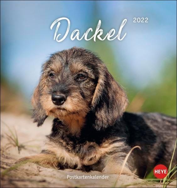 Dackel Postkartenkalender 2022