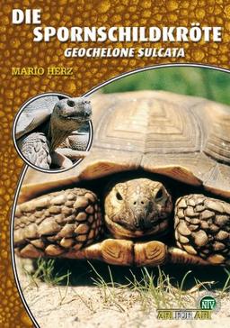 Die Spornschildkröte: Geochelone sulcata