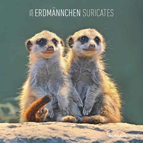 Erdmännchen 2024 - Broschürenkalender 30x30 cm (30x60 geöffnet) - Kalender mit Platz für Notizen - Suricates - Bildkalender - Wandkalender