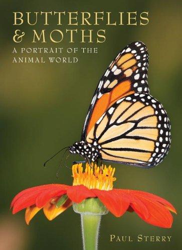 Butterflies & Moths (A Portrait of the Animal World)