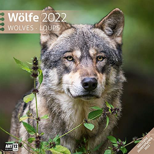 Wölfe 2022, Wandkalender / Broschürenkalender im Hochformat (aufgeklappt 30x60 cm) - Geschenk-Kalender mit Monatskalendarium zum Eintragen