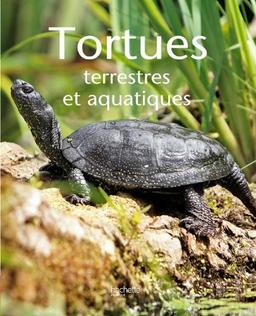 Tortues : terrestres et aquatiques