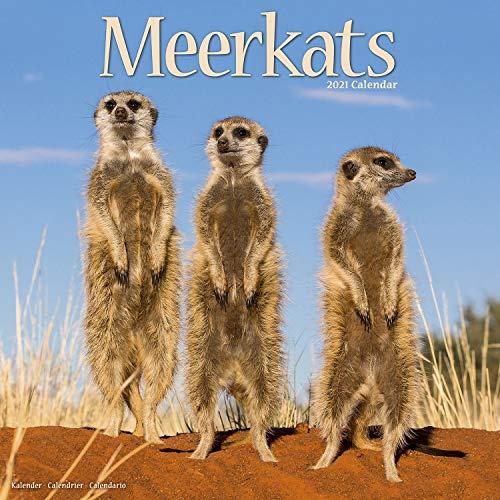 Meerkats 2021 Wall Calendar