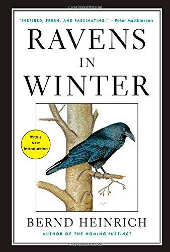 Ravens in Winter