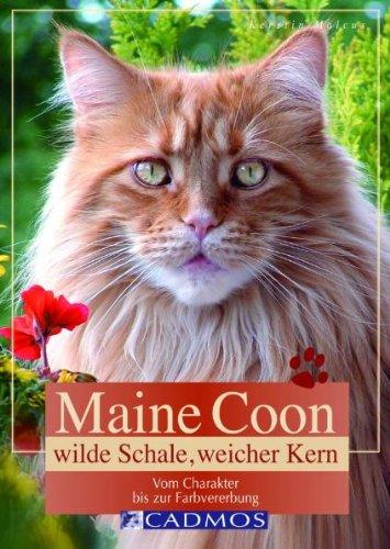 Maine Coon: Wilde Schale, weicher Kern