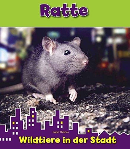 Ratte, WIldtiere in der Stadt