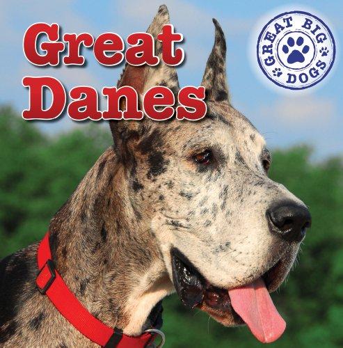 Great Danes (Great Big Dogs)