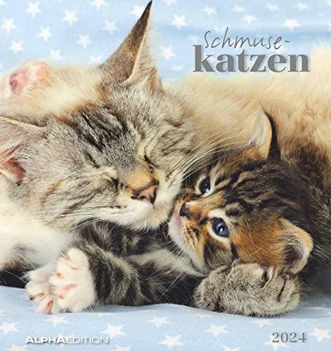 Schmusekatzen 2024 - Postkartenkalender 16x17 cm - Katzen - zum Aufstellen oder Aufhängen - Monatskalendarium - Gadget - Mitbringsel - Alpha Edition