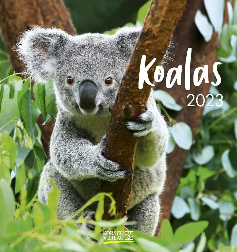 Koalas 2023: Aufstellbarer Postkartenkalender mit Fotos der niedlichen Beuteltiere. Format 16 x 17 cm