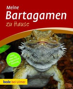 Bartagamen zu Hause