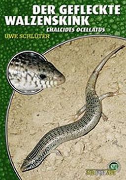 Der gefleckte Walzenskink: Chalcides ocellatus (Art für Art / Terraristik)