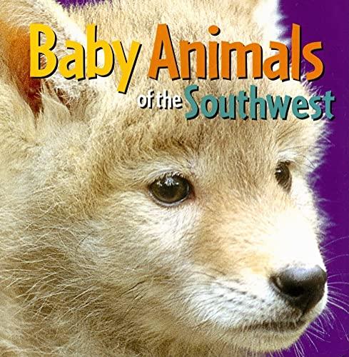 Baby Animals of the Southwest