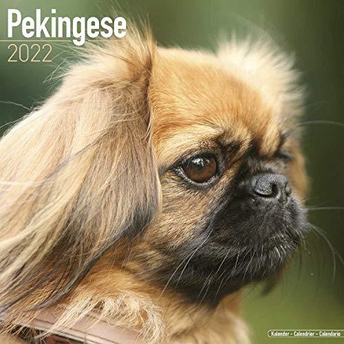 Pekingese - Pekinesen 2022 - 16-Monatskalender: Original Avonside-Kalender [Mehrsprachig] [Kalender] (Wall-Kalender)