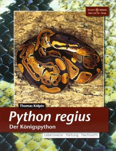 Python regius. Der Königspython