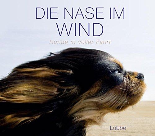 Die Nase im Wind: Hunde in voller Fahrt