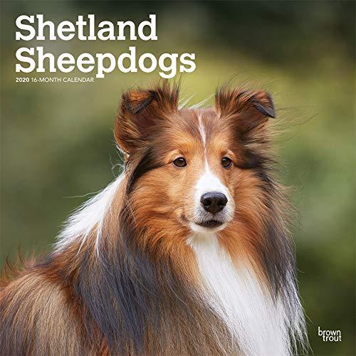 Shetland Sheepdogs - Shelties 2020 - 16-Monatskalender mit freier DogDays-App: Original BrownTrout-Kalender [Mehrsprachig] [Kalender] (Wall-Kalender)