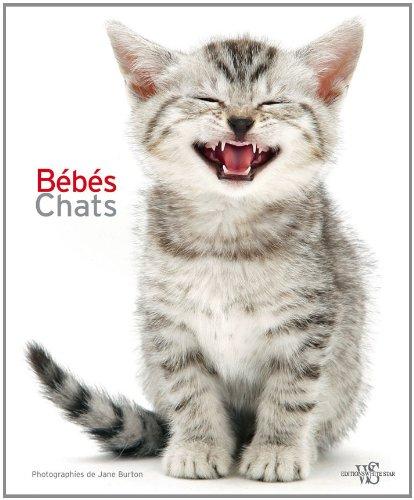 Bébés chats