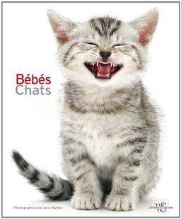 Bébés chats