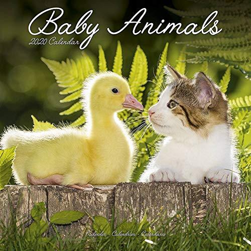 Baby Animals Calendar 2020