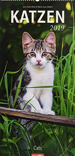 Katzen - Kalender 2019