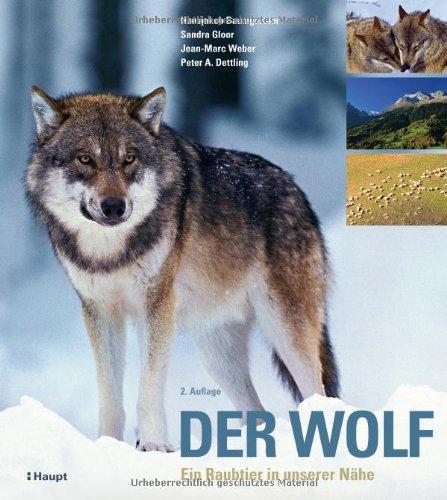 Der Wolf: Ein Raubtier in unserer Nähe