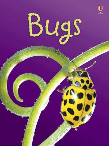 Bugs (Usborne Beginners)