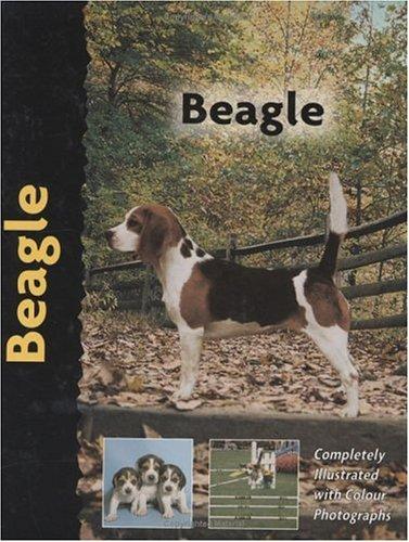 Beagle