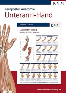 Lernposter Anatomie: Region Unterarm - Hand