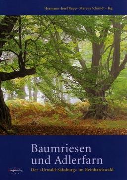 Baumriesen und Adlerfarn: Der "Urwald Sababurg" im Reinhardswald