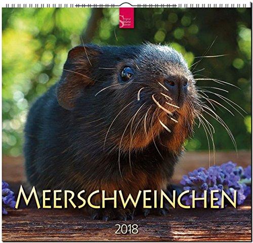 MEERSCHWEINCHEN: Original Stürtz-Kalender 2018 - Mittelformat-Kalender 33 x 31 cm