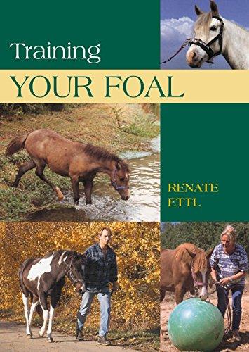 Training Your Foal: Schooling And Training Young Horses