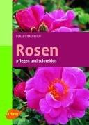 Rosen pflegen und schneiden