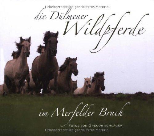 Die Dülmener Wildpferde im Merfelder Bruch