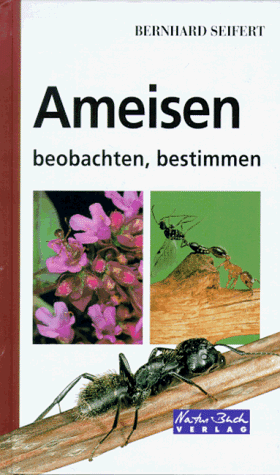 Ameisen beobachten, bestimmen