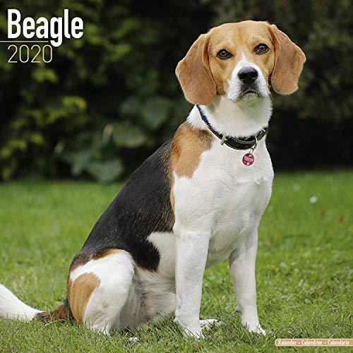 Beagle Calendar 2020